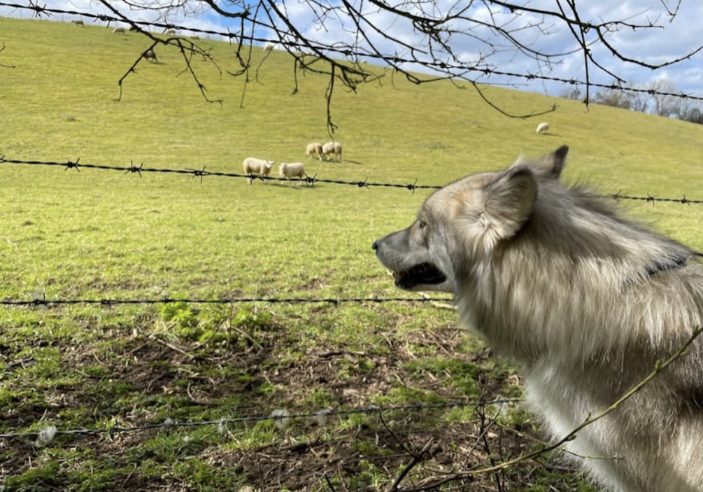 wolves sheep clothing laura gassner otting